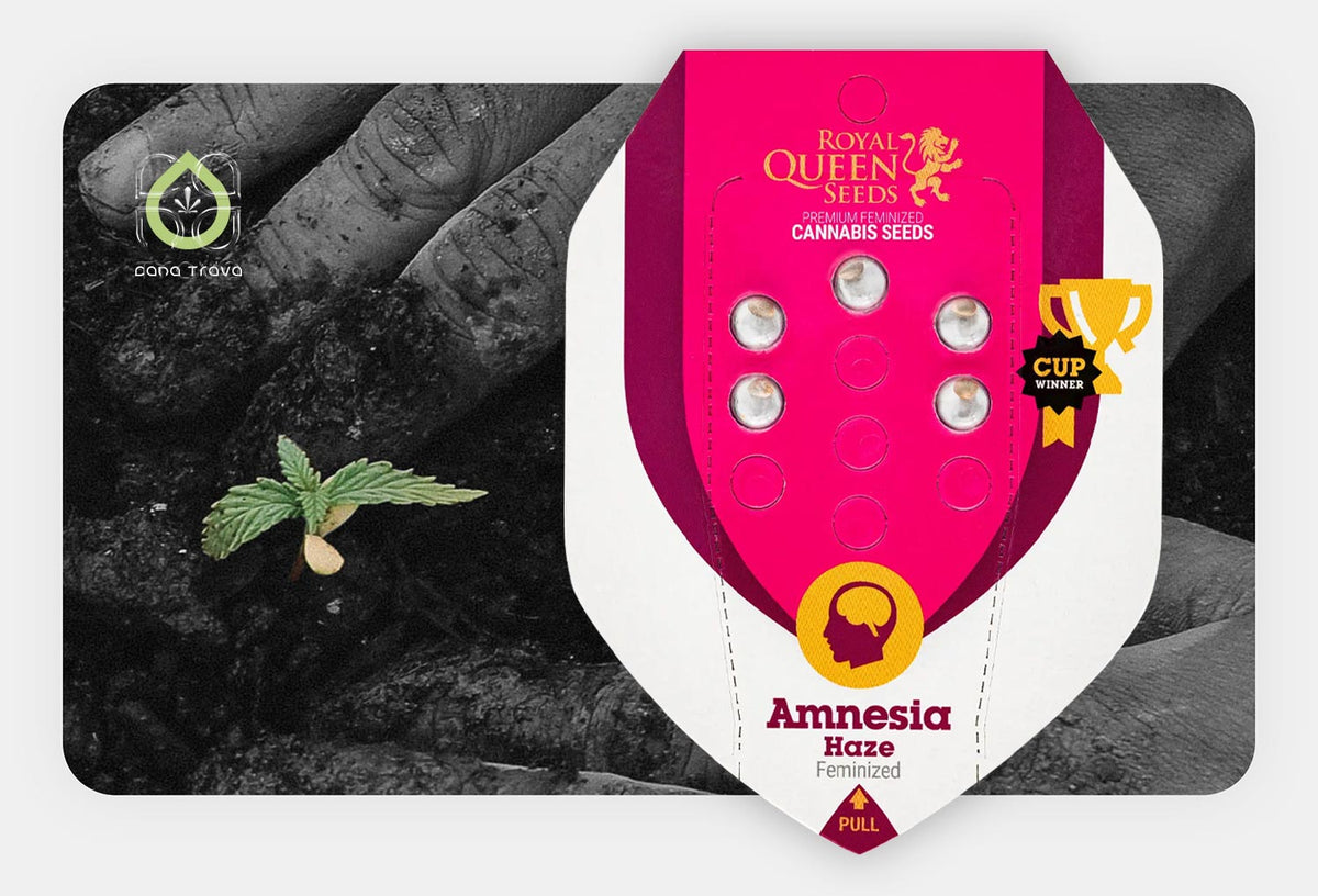 Royal Queen Seeds Amnesia Haze feminisierte Samenverpackung vor keimendem Cannabissamen in Erde