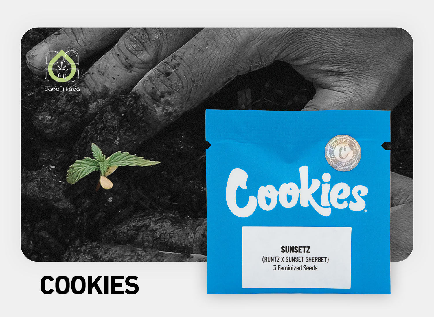 Cookies Cannabissamen kaufen | Sorten und Marken Auswahl