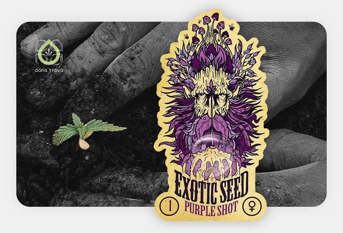 Exotic Seed Purple Shot Samenverpackung vor keimendem Cannabissamen in Erde