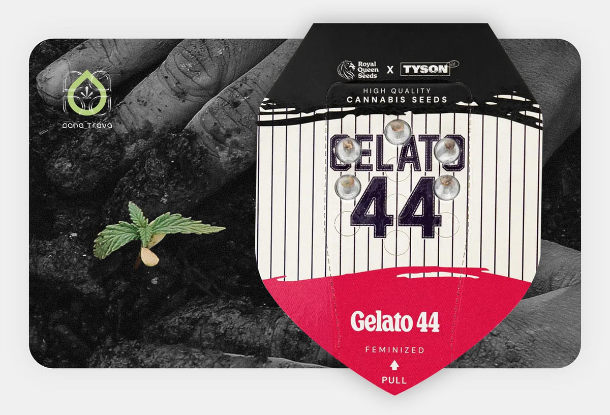 Royal Queen Seeds Tyson 2.0 Gelato 44 Samenverpackung vor keimendem Cannabissamen in Erde