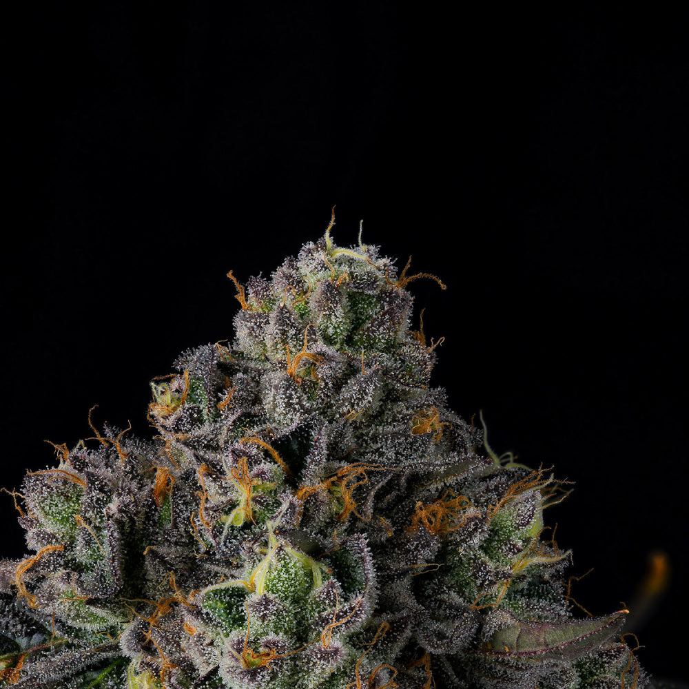 Wizard Trees - SHERBZ - Feminsiert