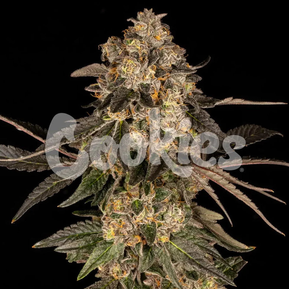 Cherry Fritter fem Cannabis-Pflanze mit harzigen Blüten vor neutralem Hintergrund – Cookies