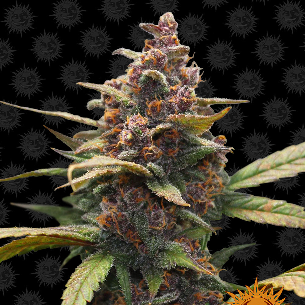 Ayahuasca Purple fem Cannabis-Pflanze mit harzigen Blüten vor neutralem Hintergrund – Barney’s Farm