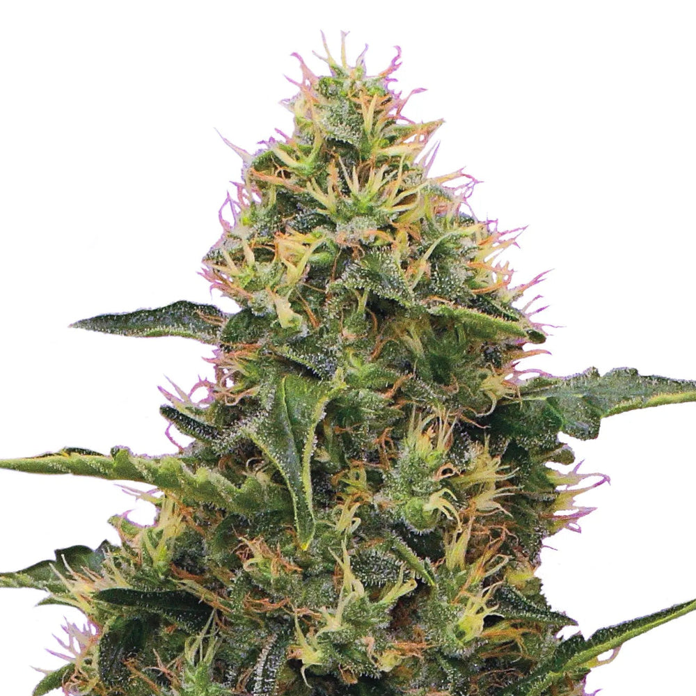 Northern Light fem Cannabis-Pflanze mit harzigen Blüten vor neutralem Hintergrund – Royal Queen Seeds