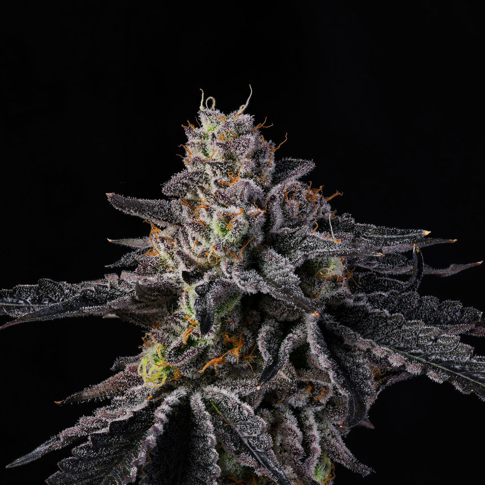 BOWSHOOTER fem Cannabis-Pflanze mit harzigen Blüten vor neutralem Hintergrund – Wizard Trees Genetics