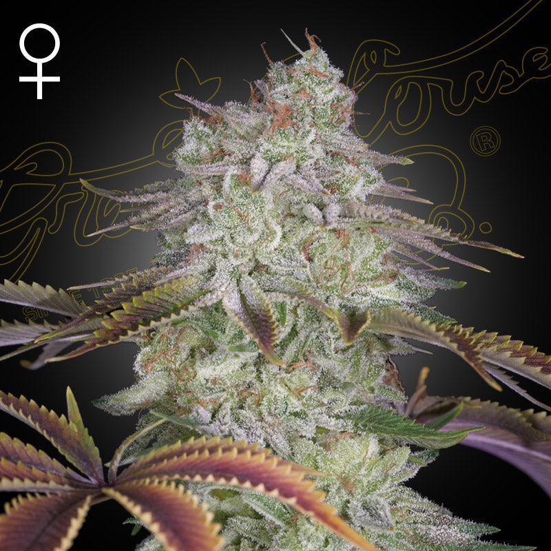 ALIENZ - Feminisierte Cannabis-Samen