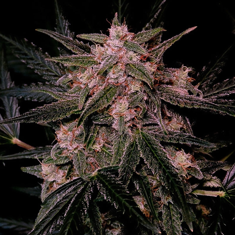 Super Sativa Seed Club - AUTO AK TRIPLE HAZE - Feminisiert