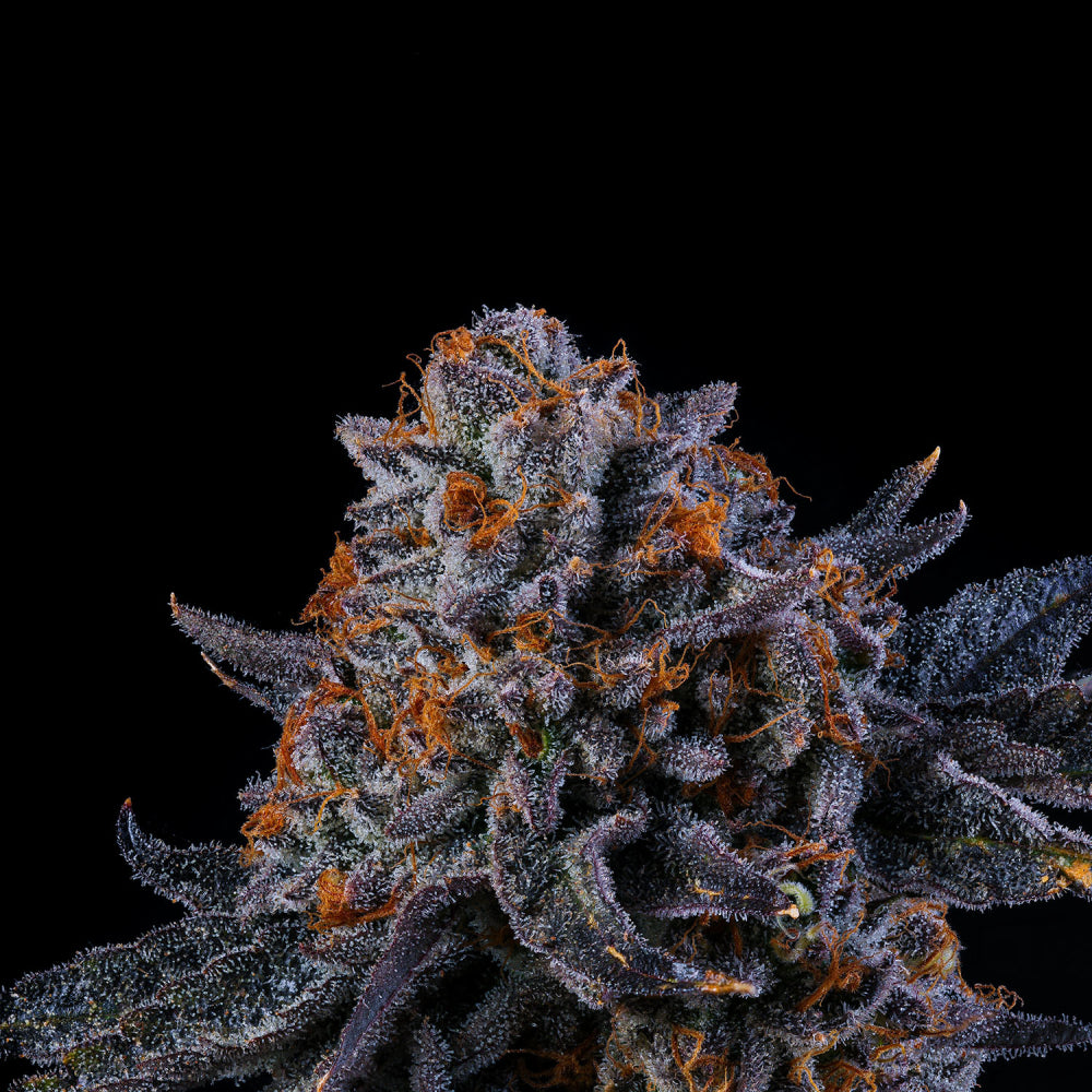 Wizard Trees - TEA TIME - Feminsiert
