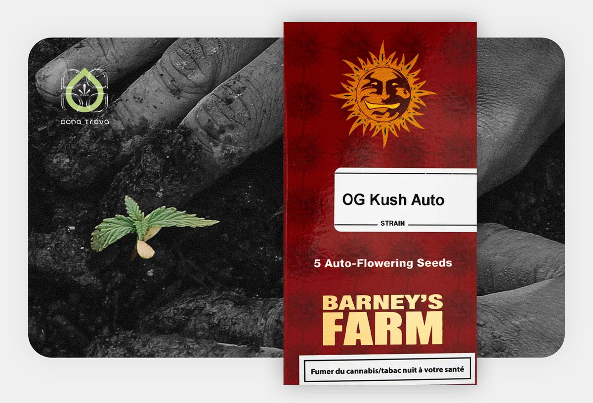 Barney’s Farm OG Kush Auto Samenverpackung vor keimendem Cannabissamen in Erde