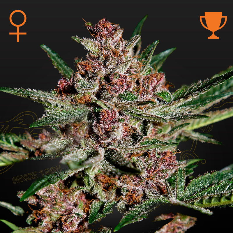 BUBBA KUSH - Feminisierte Cannabis-Samen