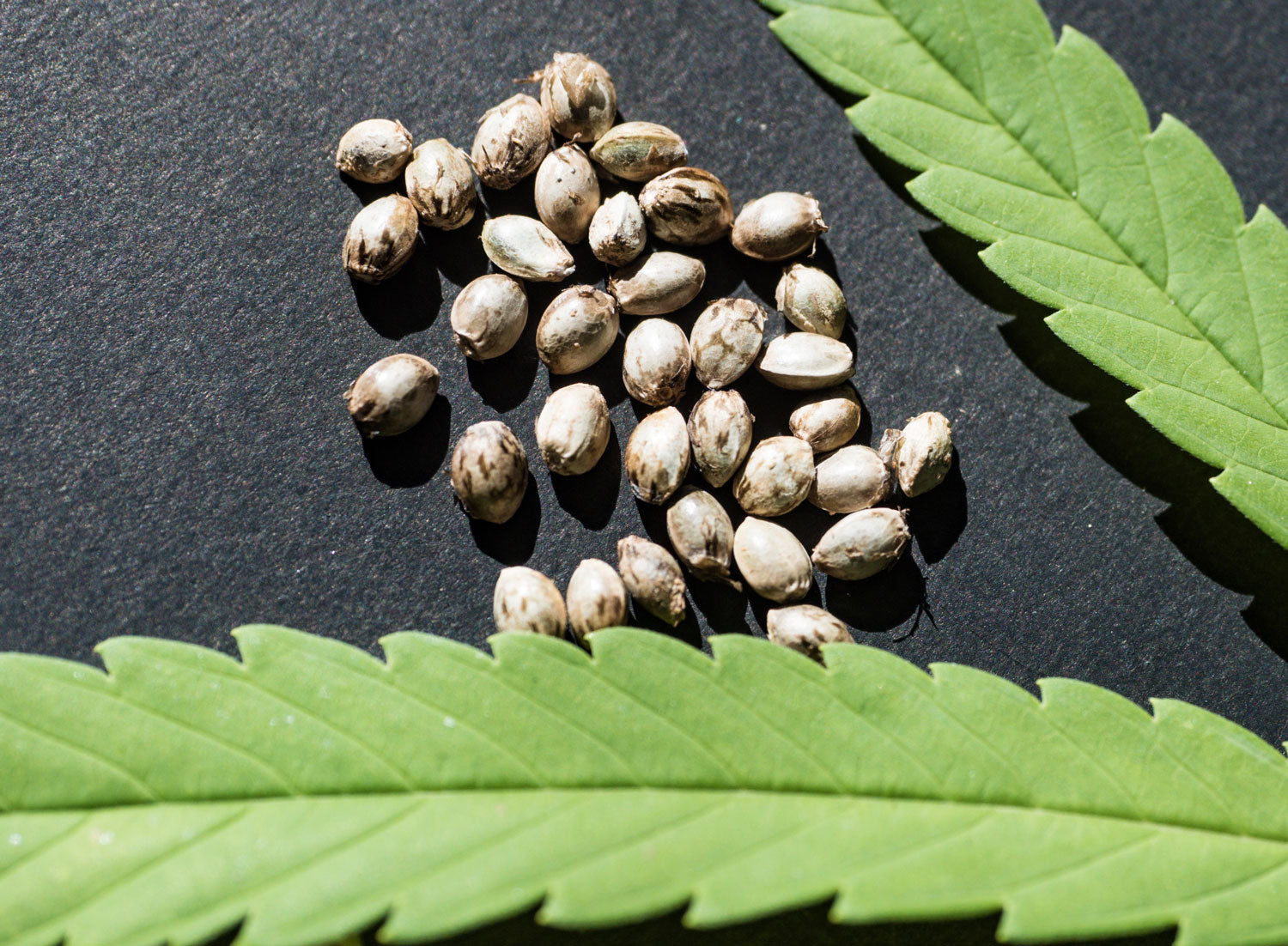 Cannabis Samen und grüne Blätter auf dunklem Hintergrund