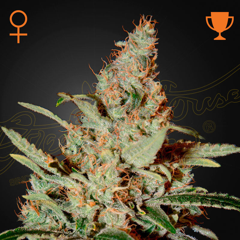 CHEMDOG - Feminisierte Cannabis-Samen