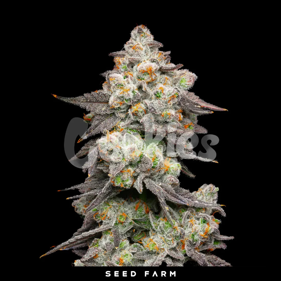 ACAI GRAPES - Feminisierte Cannabis-Samen