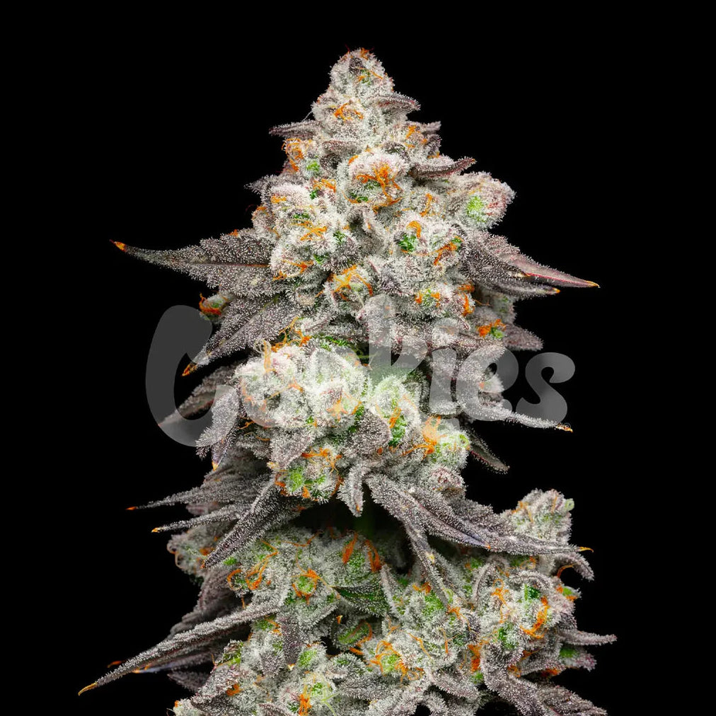 Acai Grapes fem Cannabis-Pflanze mit harzigen Blüten vor neutralem Hintergrund – Cookies