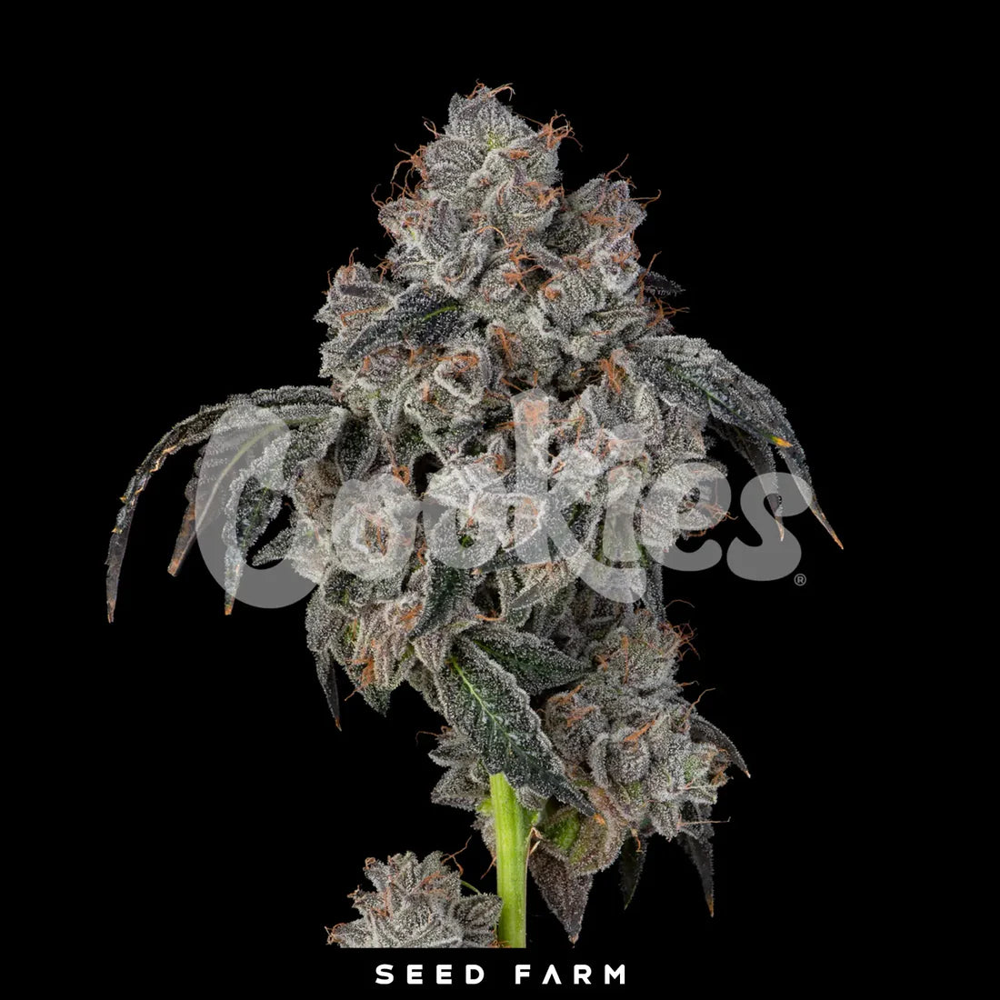 Blueberry Cherries fem Cannabis-Pflanze mit harzigen Blüten vor neutralem Hintergrund – Cookies Seed Bank