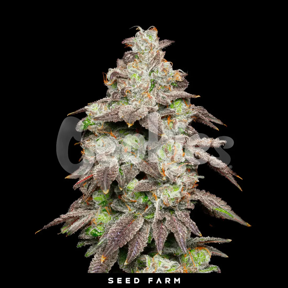 FRIED BANANA - Feminisierte Cannabis-Samen