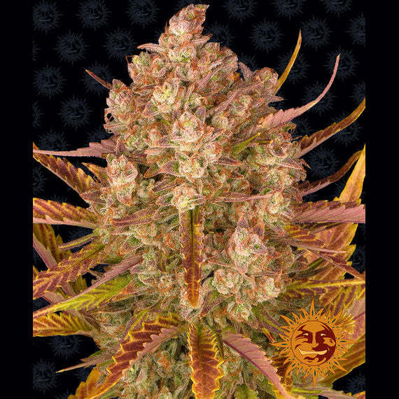 DOS SI DOS - Autoflower Cannabis-Samen