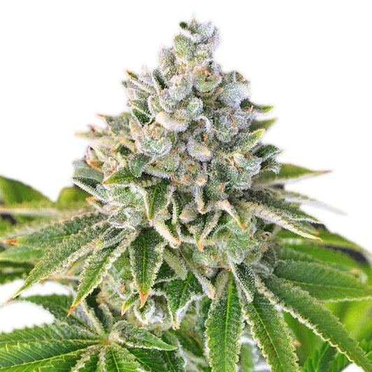 Artic Flurry fem Cannabis-Pflanze mit harzigen Blüten vor neutralem Hintergrund – Exotic Seed