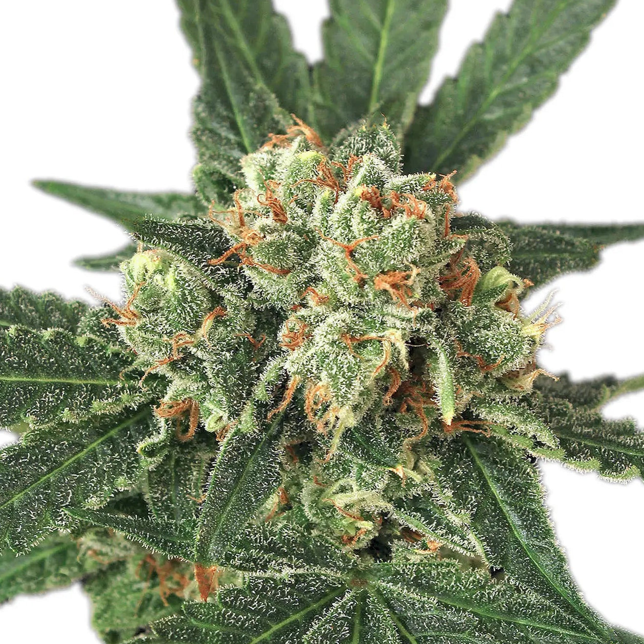 Blue Monkey fem Cannabis-Pflanze mit harzigen Blüten vor neutralem Hintergrund – Exotic Seed