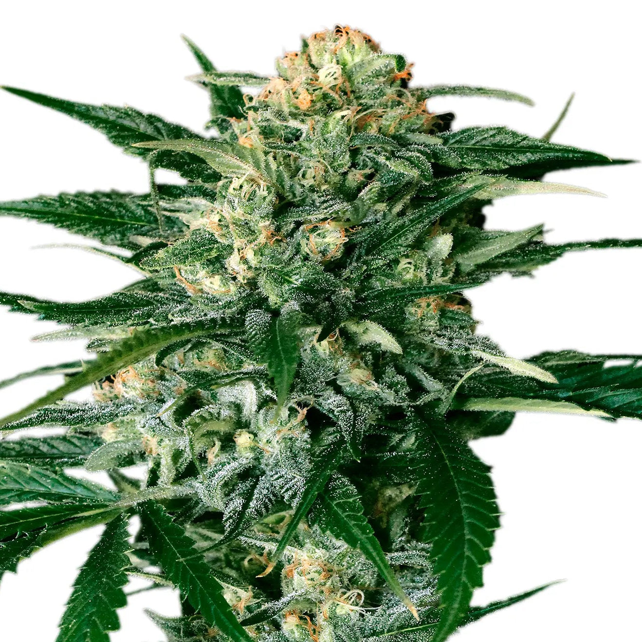 Gypsy Widow fem Cannabis-Pflanze mit harzigen Blüten vor neutralem Hintergrund – Exotic Seed