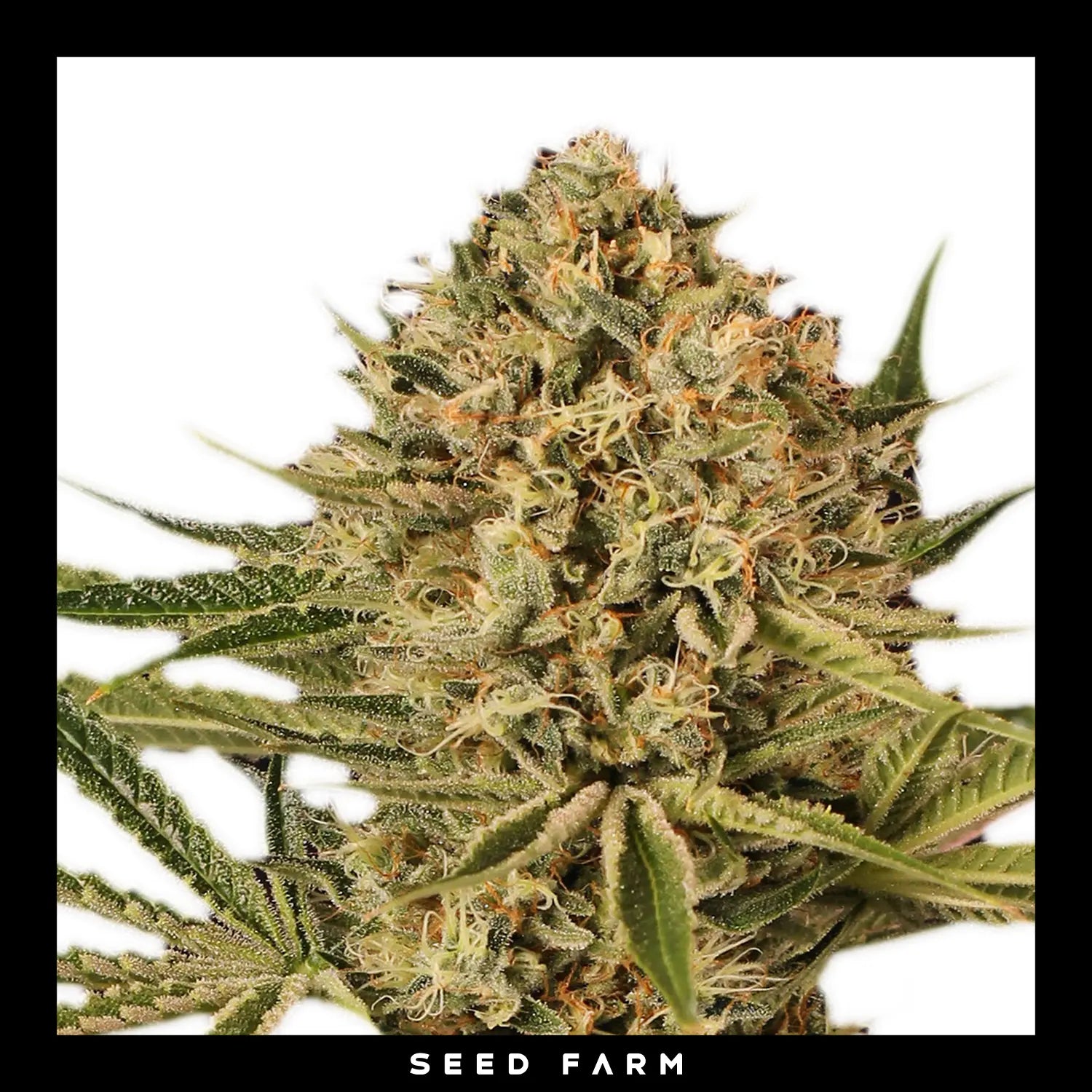 Exotic Seed - HERZ OG - Automatic