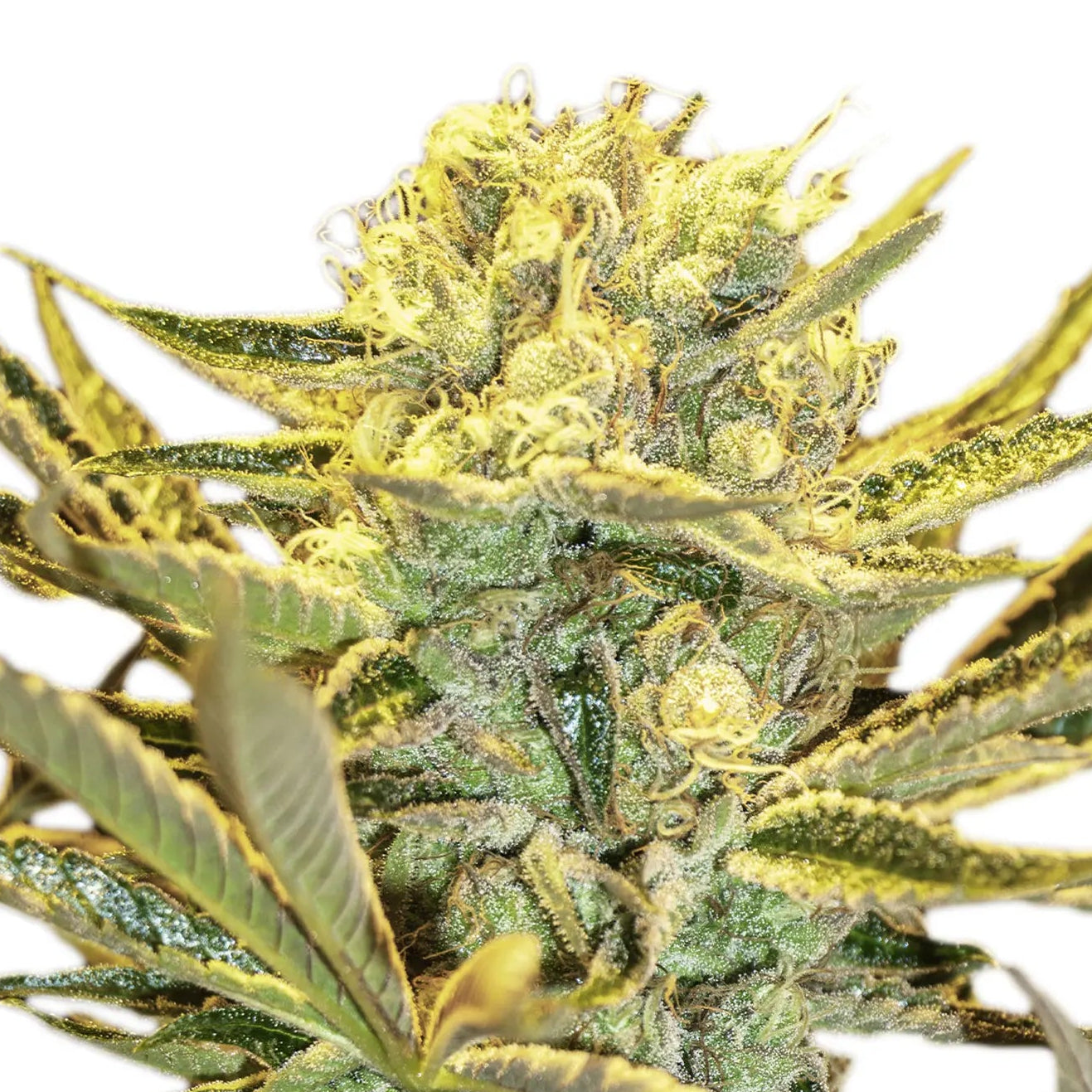 Hippieberry fem Cannabis-Pflanze mit harzigen Blüten vor neutralem Hintergrund – Exotic Seed
