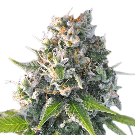 Honey Mints fem Cannabis-Pflanze mit harzigen Blüten vor neutralem Hintergrund – Exotic Seed