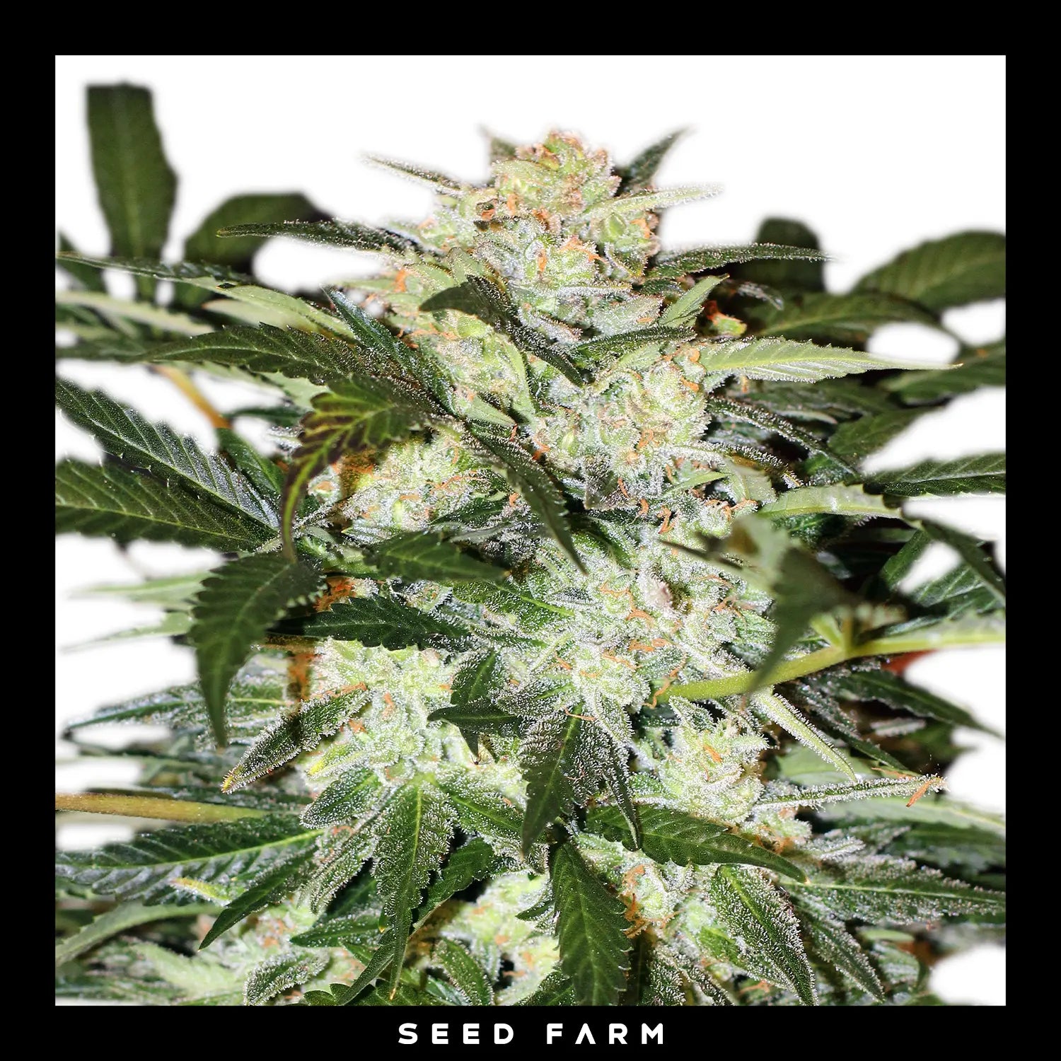 Exotic Seed - MONSTER MASH - Automatic