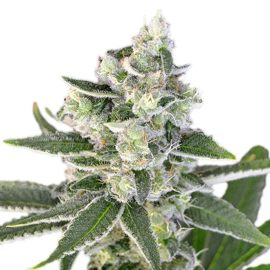 Pink Hokkaido fem Cannabis-Pflanze mit harzigen Blüten vor neutralem Hintergrund – Exotic Seed