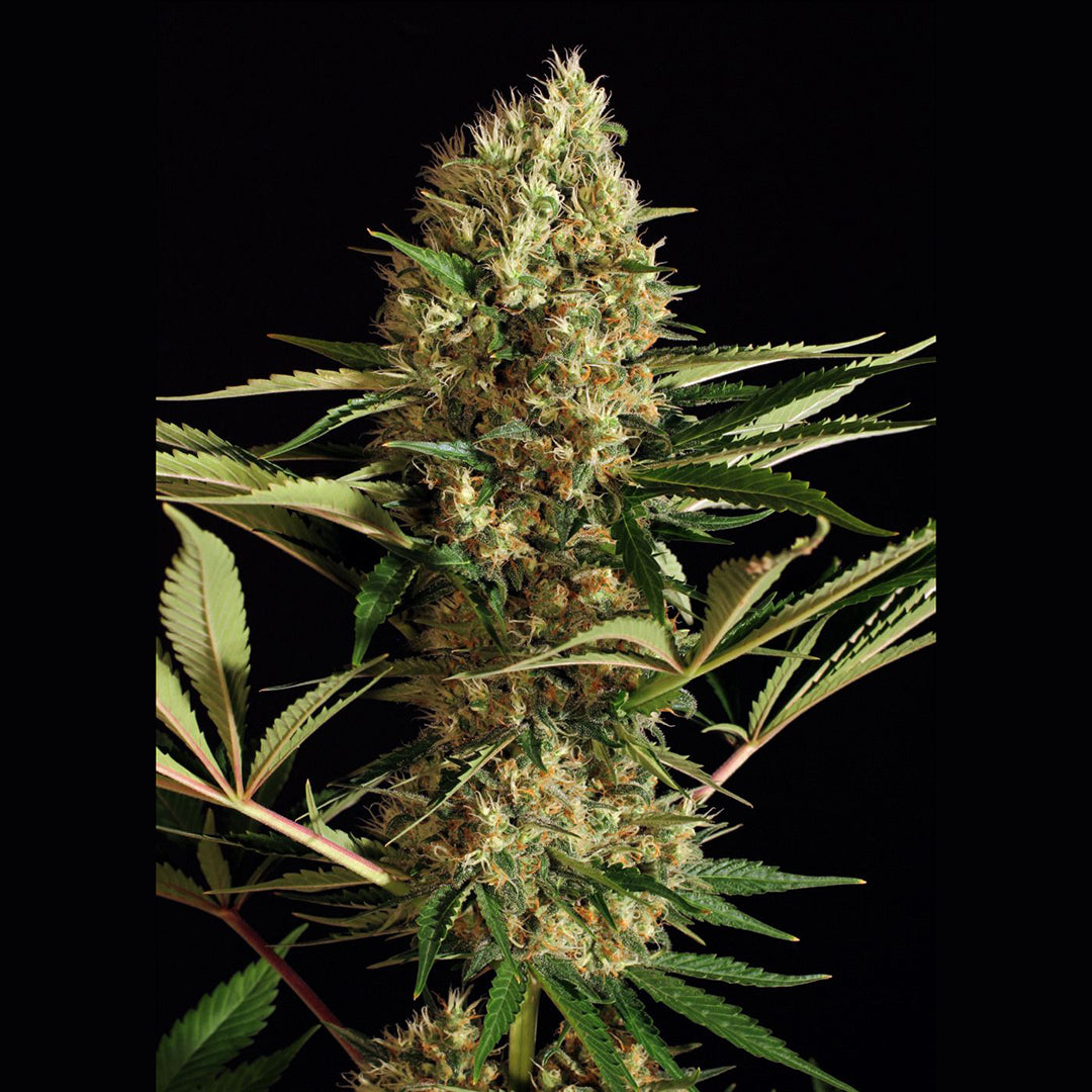 Exotic Seed - STRAWBERRY CUBE - Auto