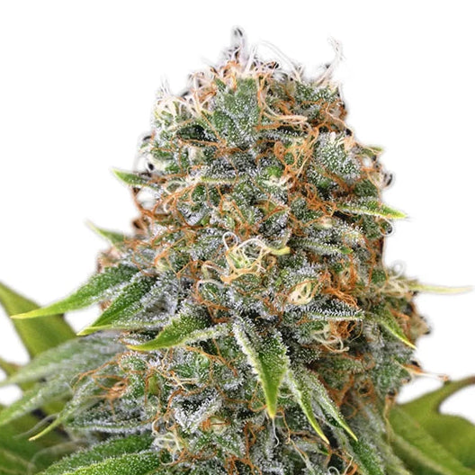 Sugar Larry fem Cannabis-Pflanze mit harzigen Blüten vor neutralem Hintergrund – Exotic Seed