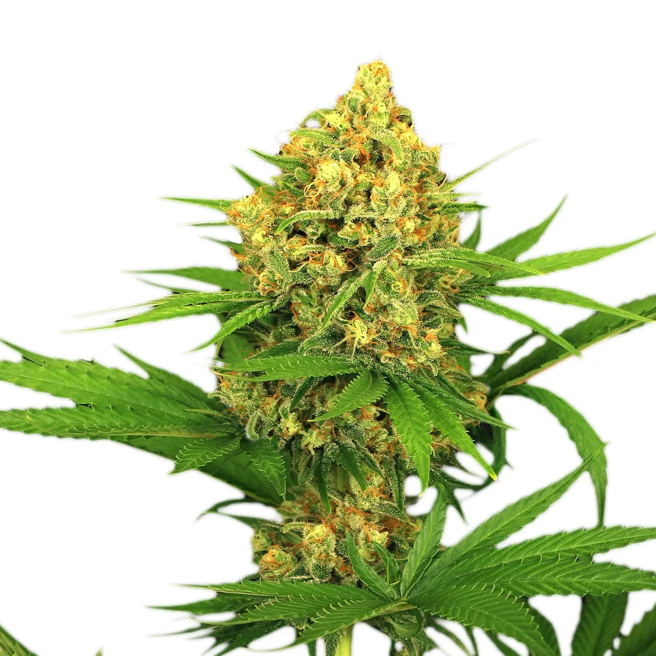 Tangerine Kush fem Cannabis-Pflanze mit harzigen Blüten vor neutralem Hintergrund – Exotic Seed