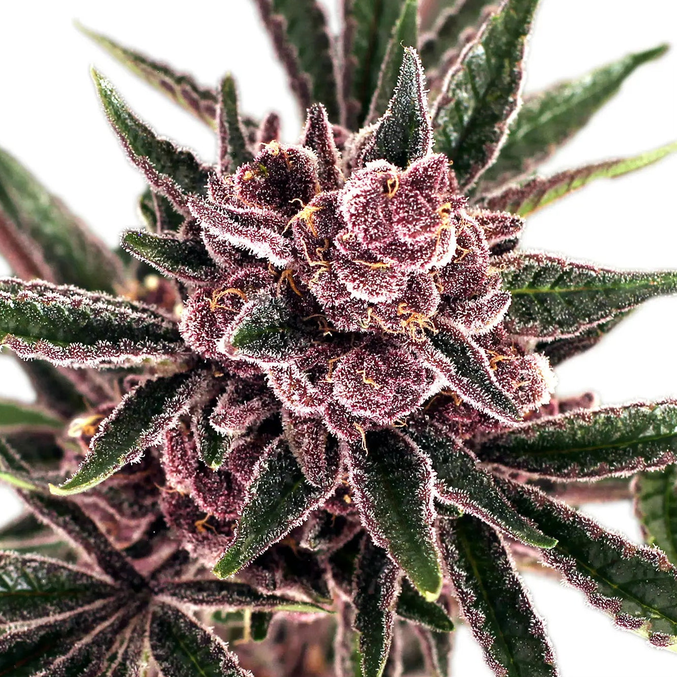 Tropical Fuel fem Cannabis-Pflanze mit harzigen Blüten vor neutralem Hintergrund – Exotic Seed