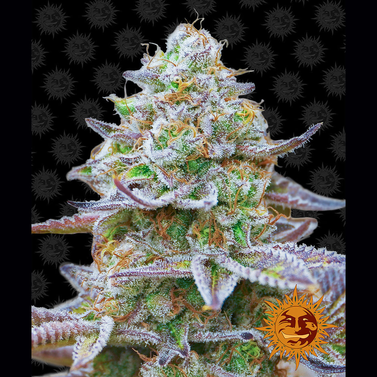 GORILLA ZKITTLEZ - Feminisierte Cannabis-Samen