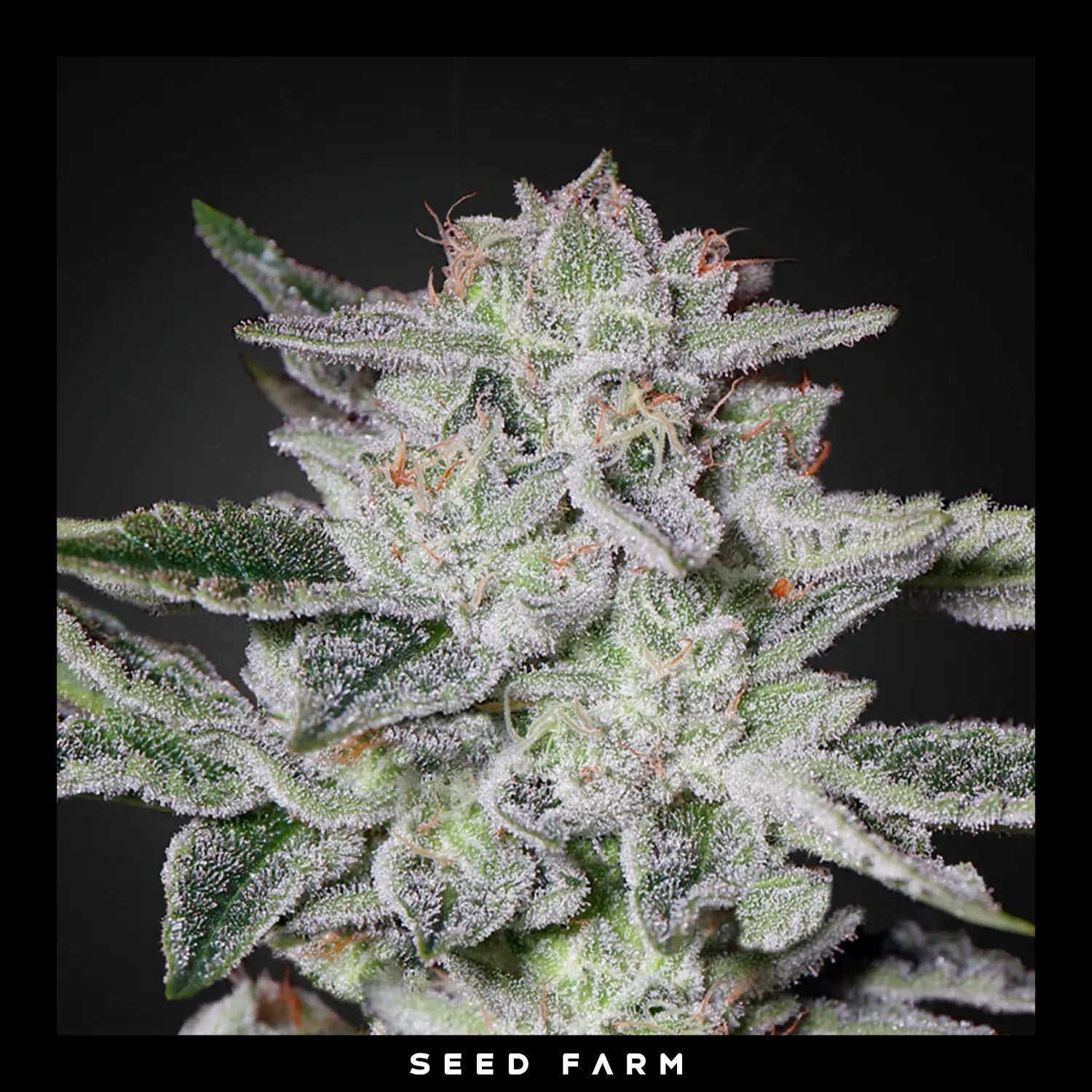 Green House Seed - SWEET VALLEY KUSH - Feminisiert