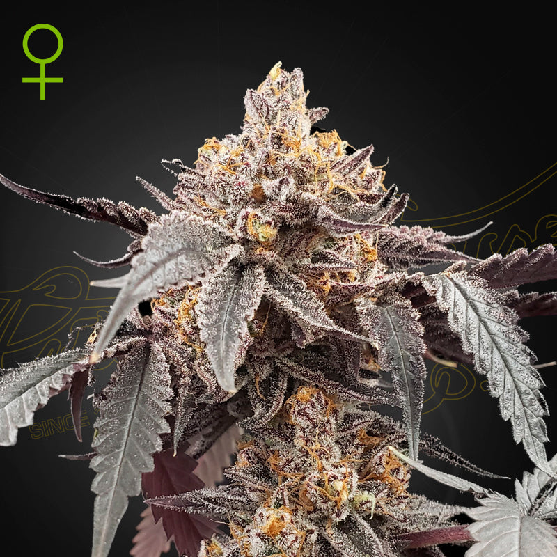 GUAVA x GELATO 41 - Autoflower Cannabis-Samen