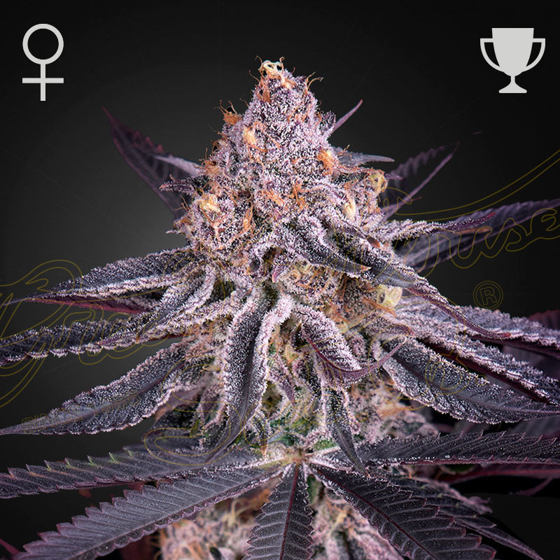KING'S JUICE - Feminisierte Cannabis-Samen