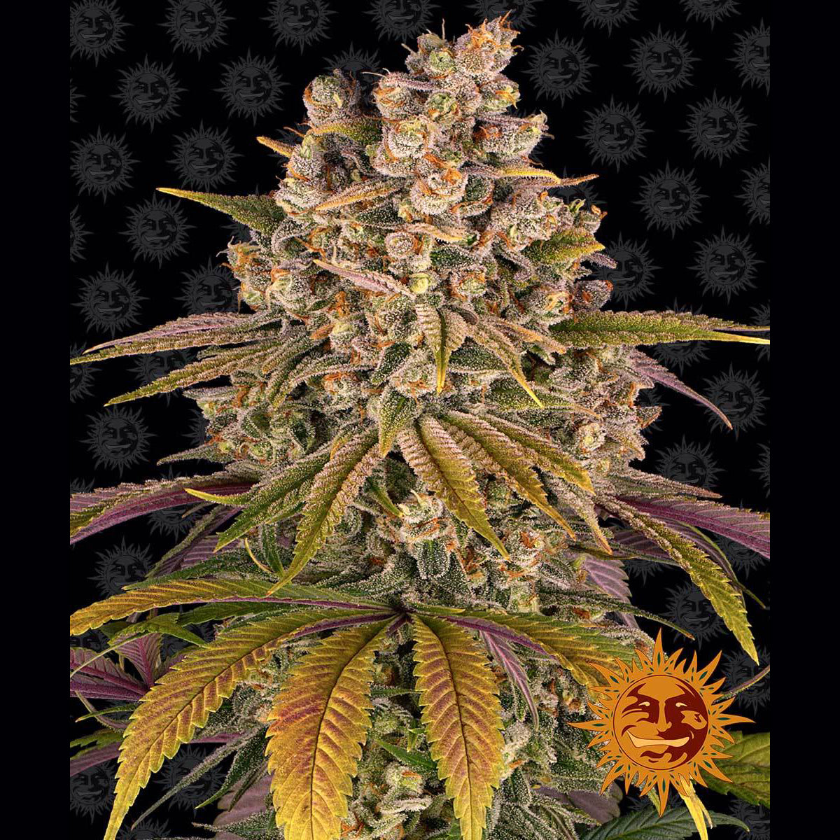 Barney's Farm - LEMON TREE - Feminsiert