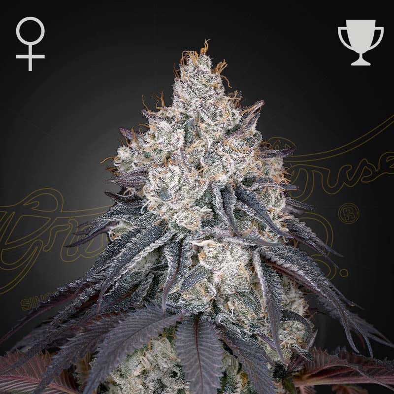 LEMON ORANGE - Feminisierte Cannabis-Samen