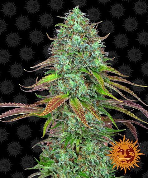 Barney's Farm - LSD - Automatic