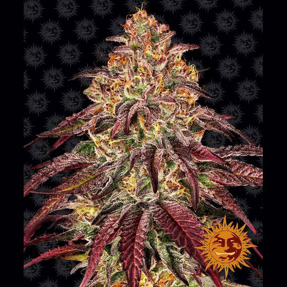 MIMOSA X ORANGE PUNCH - Autoflower Cannabis-Samen