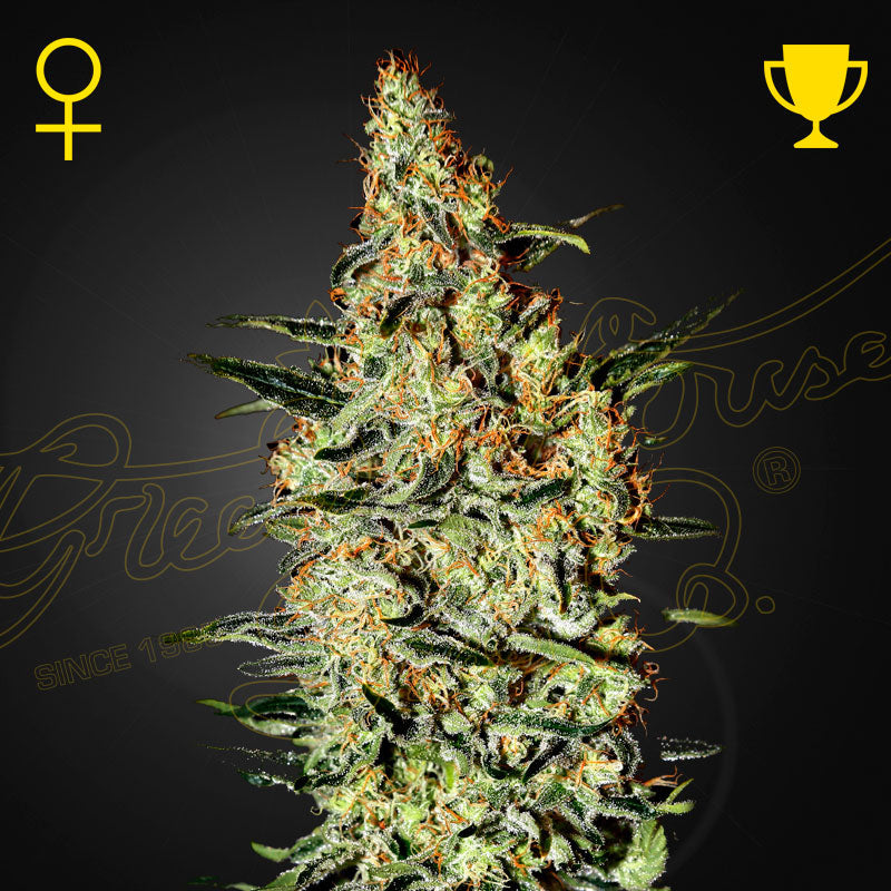 NEVILLE'S HAZE - Feminisierte Cannabis-Samen