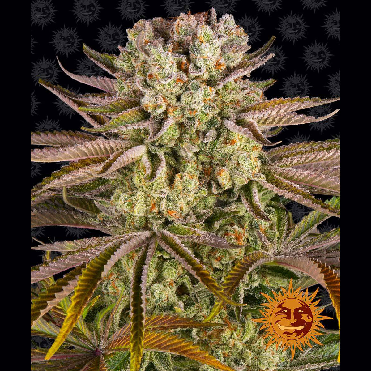 Pineapple Express fem Cannabis-Pflanze mit harzigen Blüten vor schwarzem Hintergrund mit Markenmuster – Barney's Farm