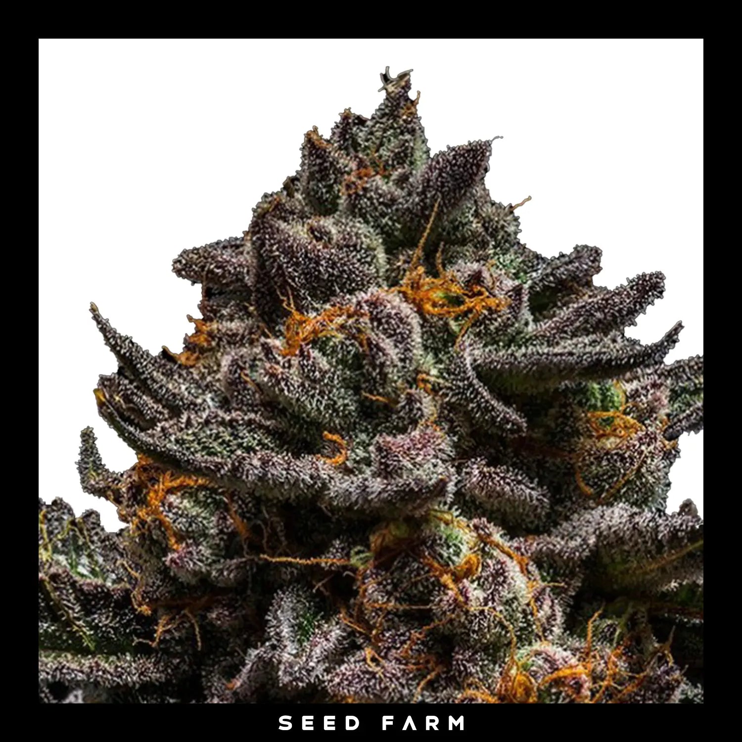 BRAIN CAKE - Feminisierte Cannabis-Samen