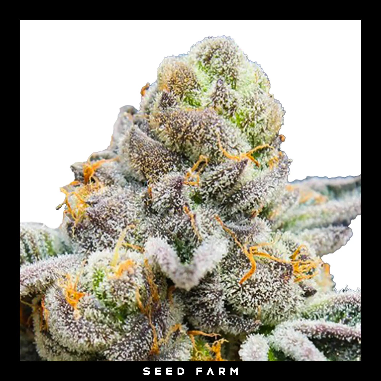 BREAK PAD BREATH - Feminisierte Cannabis-Samen