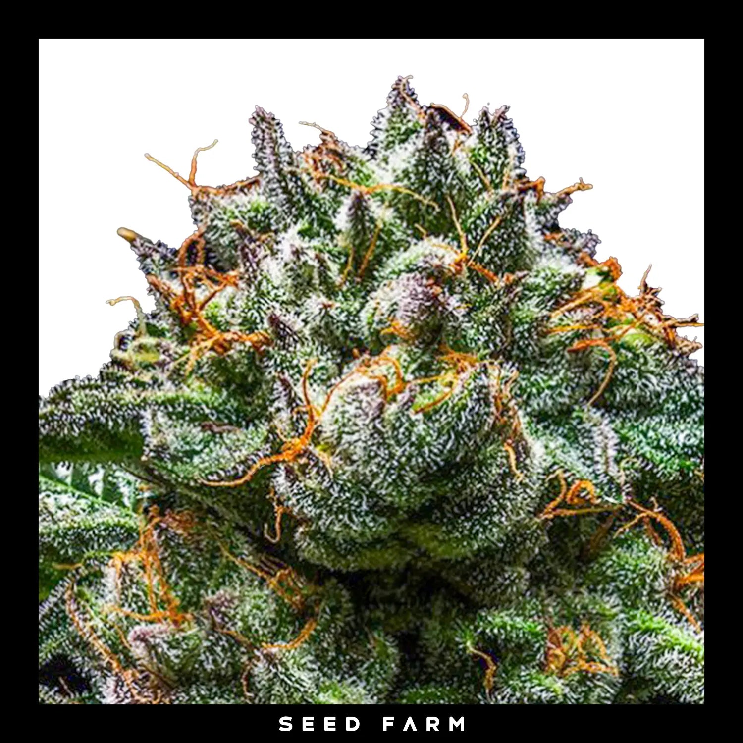 CHEMPIE - Feminisierte Cannabis-Samen