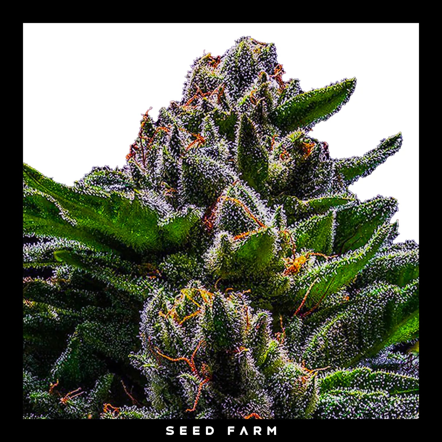 DO-G - Feminisierte Cannabis-Samen