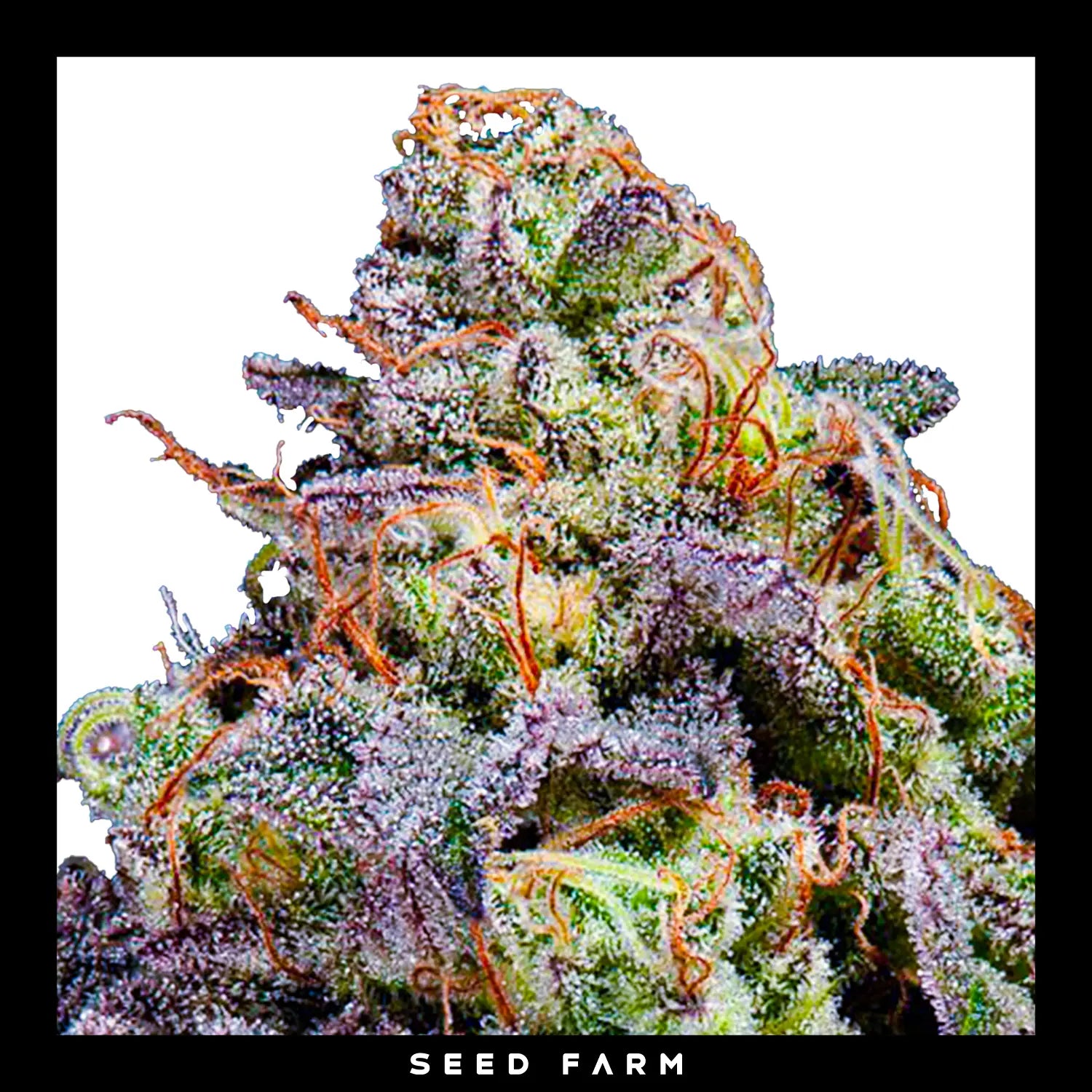 OMG - Feminisierte Cannabis-Samen