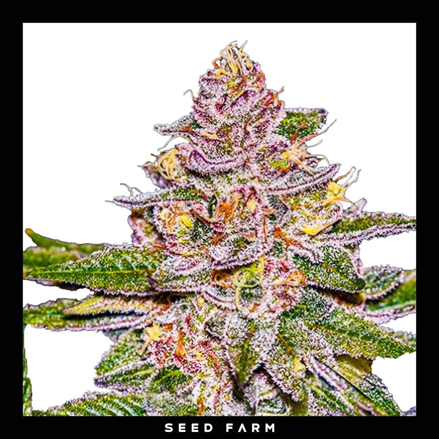 RADICAL JUICE - Feminisierte Cannabis-Samen