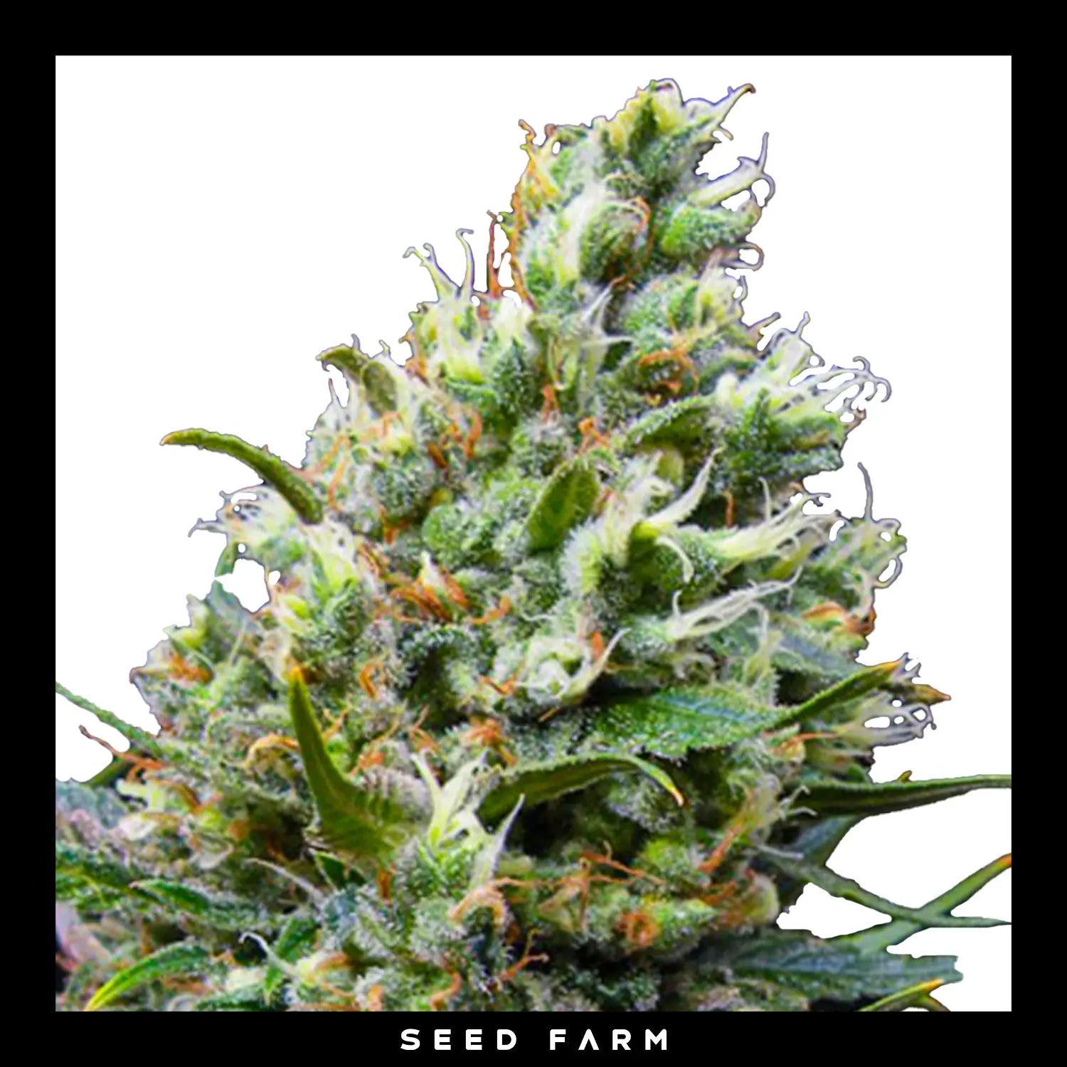 RIPPER HAZE - Feminisierte Cannabis-Samen